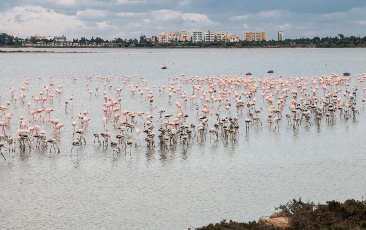 Promenade Breeze City Apartment Larnaca Buitenkant foto